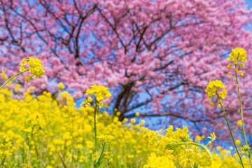 静岡県賀茂郡南伊豆町　河津桜と菜の花　みなみの桜と菜の花まつり
