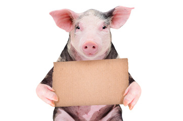 Portrait of a cute pig with a cardboard sign isolated on white background