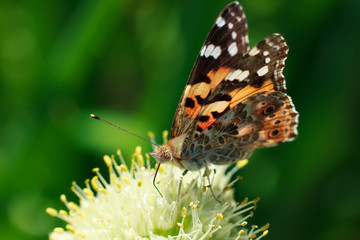Obraz na płótnie Canvas Macro photo with beautiful butterfly Nymphalis xanthomelas on the onion stamens