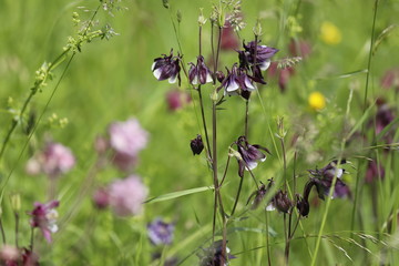 Close up von Akelei in pink, lila und weiß auf einer Wildblumenwiese