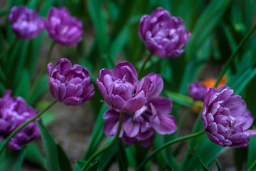 Obraz premium beautiful purple tulips on a lawn