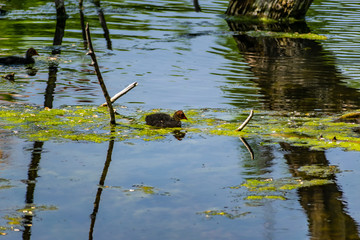 Ducks and small chickens swim in the pond. Warm fresh pond, house for water animals and birds. Very beautiful green trees, deciduous, different shades of green. Rich and vibrant landscape