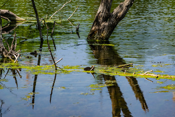 Ducks and small chickens swim in the pond. Warm fresh pond, house for water animals and birds. Very beautiful green trees, deciduous, different shades of green. Rich and vibrant landscape