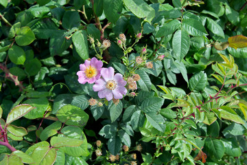 Шиповника цвет