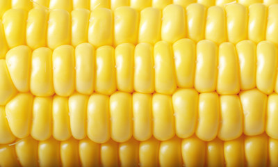 Ripe fresh organic sweet corncob closeup background