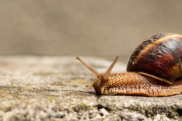 Big snail in shell crawling on road, summer day. Slug close up