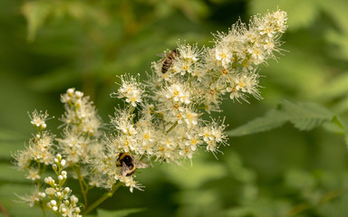bee on a flower
