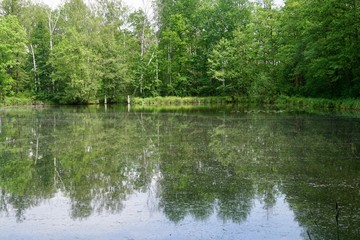 Obraz premium Teich bei Lübbenau im Spreewald 