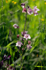 Close up von Akelei in pink und weiß auf einer Wildblumenwiese