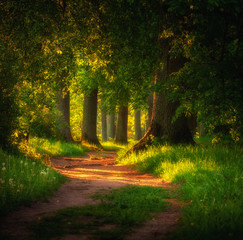 magic pathway