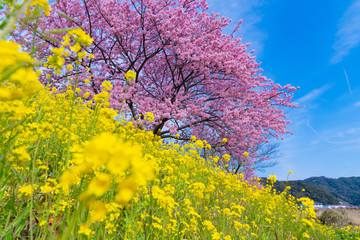静岡県賀茂郡南伊豆町　河津桜と菜の花　みなみの桜と菜の花まつり