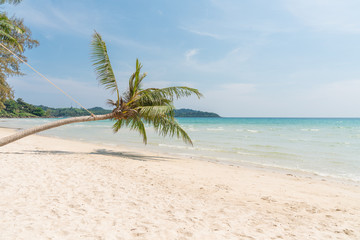 Naklejka na ściany i meble Coconut tree on the tropical beach ,blue sky,thailand island