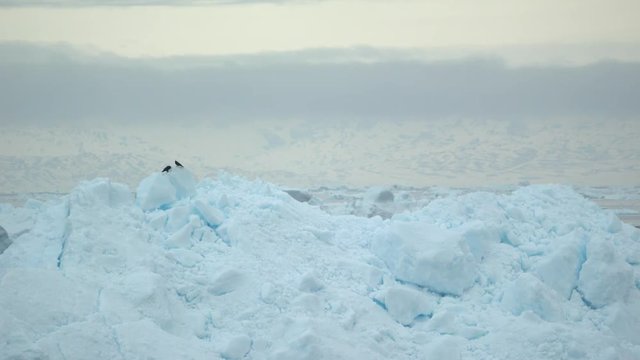 Birds on icebergs in Greenland, Arctic Ocean