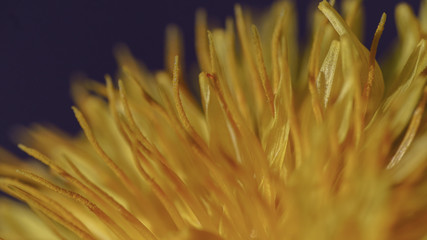 Spring backgrounds. Blooming dandelion.