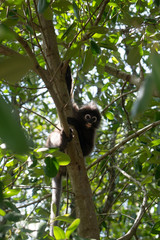 Beautiful Dusky Leaf Monkey sitting, jumping on the tree. Wildlife in Thailand