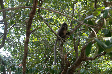 Beautiful Dusky Leaf Monkey sitting, jumping on the tree. Wildlife in Thailand
