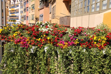 Fototapeta na wymiar The colorful flowers are in front of the apartments.