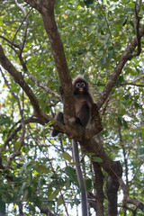Beautiful Dusky Leaf Monkey sitting, jumping on the tree. Wildlife in Thailand