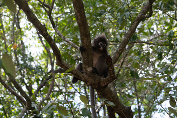 Naklejka na ściany i meble Beautiful Dusky Leaf Monkey sitting, jumping on the tree. Wildlife in Thailand