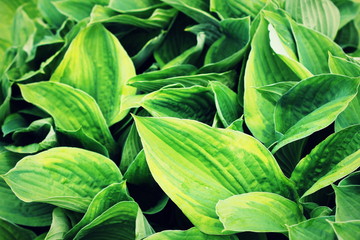 Obraz premium Hosta leaves pattern background. Summer plants wallpaper. Hosta lily leaf