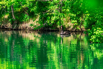 Fototapeta premium In the pond is a large and beautiful black Swan with a red beak and a long neck. Warm fresh pond, house for water animals and birds. Very beautiful green trees, deciduous, different shades of green.