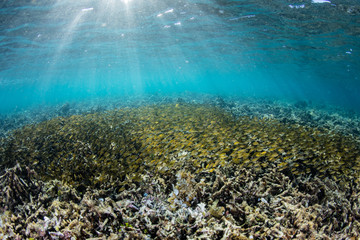 Fototapeta premium A large school of juvenile rabbitfish swim over a shallow field of rubble in Komodo National Park, Indonesia. 