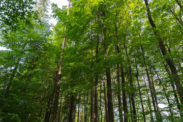 forest, tree, light, nature