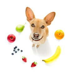 hungry dog with vegan healthy fruit