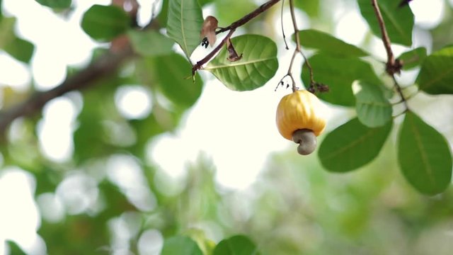 Yellow cashew fruit with nut growing below hangs from a tree branch. Organic cashew nut production. Colorful fruit on nut tree.