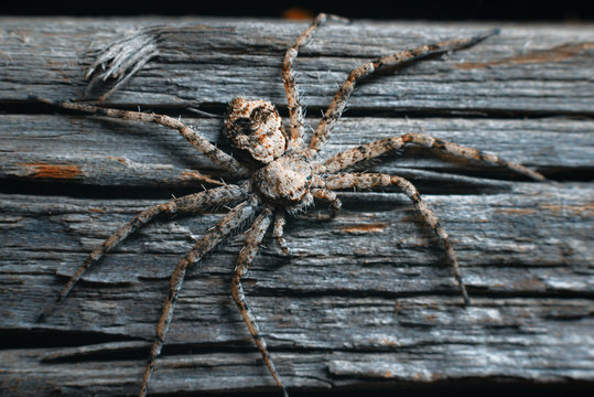 Flat red-gray spider macro on a mottled  wood  background