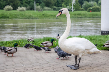 Łabędź niemy (Cygnus olor) w otoczeniu innych ptaków (gołębi i kaczek) © Micha