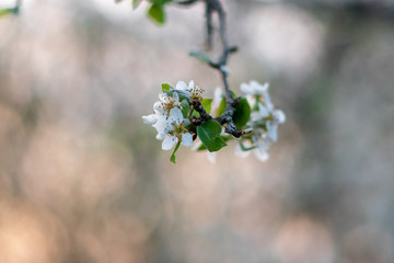 Kirschblüten
