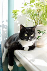 Black and white cat is lying on sunlit windowsill with flowers.