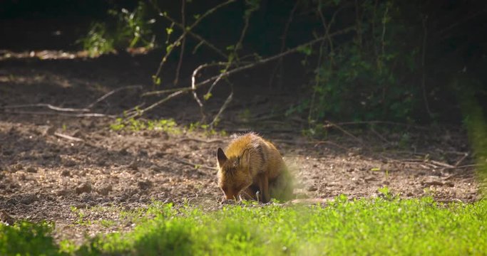 Strong red fox male (vulpes vulpes) eathing corn grain in the forest.