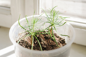 Young green shoots of pine in plastic pot on window.