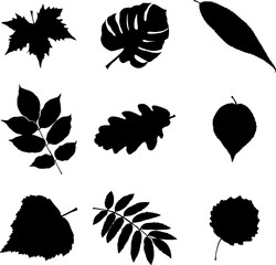 Black and white leaves vector