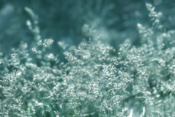 Wild grass on a sun light