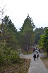Obraz premium Pine Tree Garden in Wat Chan Park Chiang Mai Province, Thailand