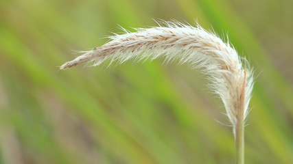 White flower fluff of the blady grass or (cogongrass, Japanese bloodgrass, Kunai grass, Lalang)