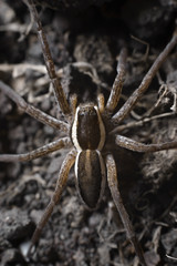 Big wary hunter spider  on dark background.