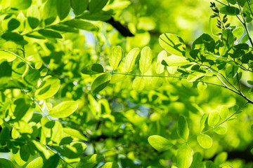 Fototapeta na wymiar Tender green young leaves of Robinia pseudoacacia (black locust, false acacia) through which the sun shines through. Selective focus and close-up. Nature concept for design