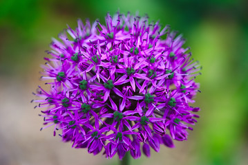fleur d'allium giganteum bleu en plan rapproché