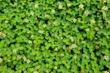 bird's-eye view of white clover flowers,bird's-eye view green grass, green color image