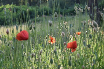 Obraz premium Poppies