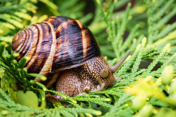 Close-up of beautiful Helix pomatia, Roman snail, Burgundy snail on bright yellow-green texture needles of Thuja occidentalis Aurea in natural habitat. Selective focus