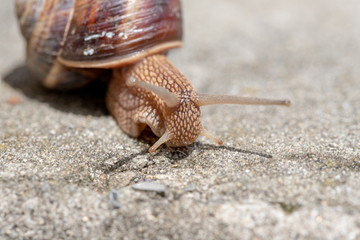 Big snail in shell crawling on road, summer day. Slug close up