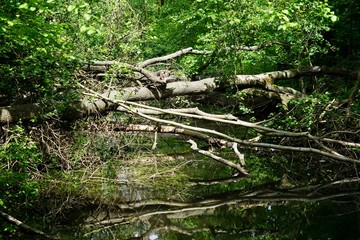 Umgestürzte Bäume über einem Kanal im Spreewald