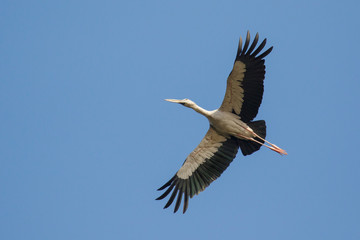 Image of an Asian openbill stork(Anastomus oscitans) flying in the sky. Bird, Wild Animals.