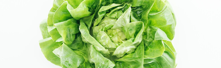 Fototapeta na wymiar panoramic shot of green fresh organic lettuce leaves isolated on white
