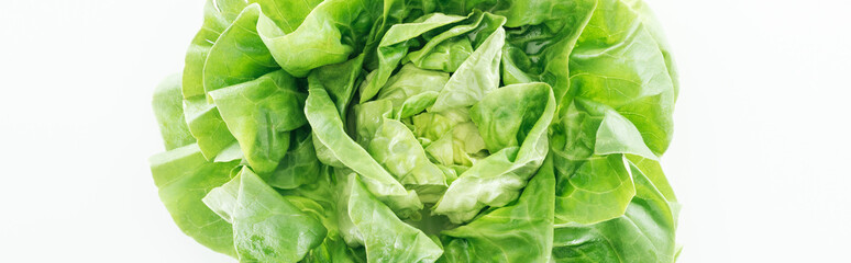 panoramic shot of green fresh organic lettuce leaves isolated on white